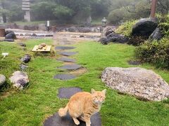初日は夕方に長崎空港に到着し、レンタカーを借りて、島原半島へ。雲仙宮崎旅館さんに宿泊しました。火山があるところの温泉は本当に素晴らしいです。翌朝、宿のお庭で猫に遭遇。最高です。