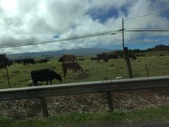 WAIMEA (ワイメア)まで来ると標高が高くなってきて、気温もかなり下がります。
そしてこんな牧場の景色が増えてきます。


ちなみにここはパーカー牧場。
パーカー牧場は牛の放牧としては全米でもトップに入る規模を誇ることで有名です。
アメリカ本土にはテキサス州やワイオミング州、モンタナ州といった広大な敷地を持つ数多くの巨大牧場があるというのに、ハワイ州にトップ規模の牧場があるとは驚きです。

今回はここを通過しただけでした。
次回のハワイ島旅行ではちょっと立ち寄ってみたいと思います。


