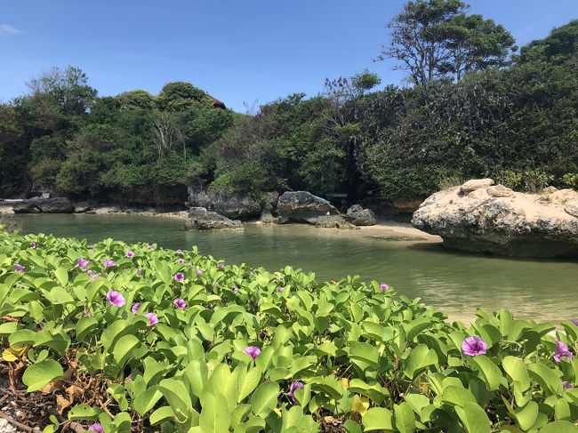 向こう側には渡れません。綺麗な紫色のヒルガオ？のようなお花がたくさん咲いていました。