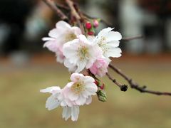 　十月桜の咲く須磨寺公園を経由して，須磨離宮公園へ