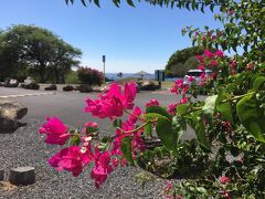 ハプナビーチ州立公園。
早かったので駐車場はまだ空いています。

ハワイは一年中あちこちにこのような綺麗な花が咲いています。
長いミシガンの冬を思うとうらやましい限りです。