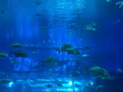 沖縄美ら海水族館