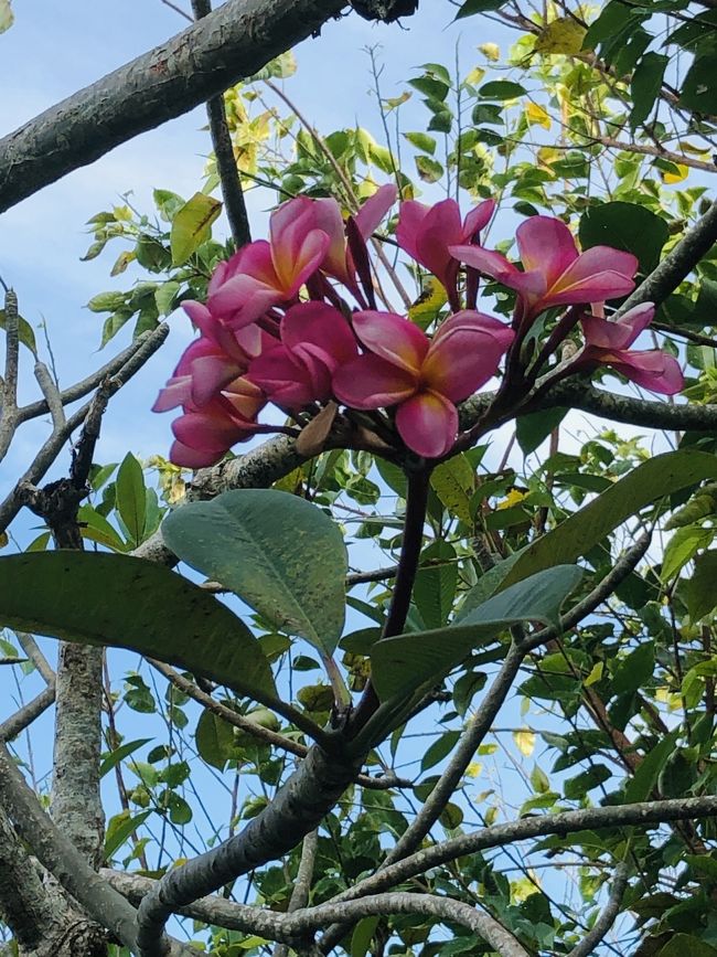 敷地内には南国らしいカラフルなお花が咲いています。