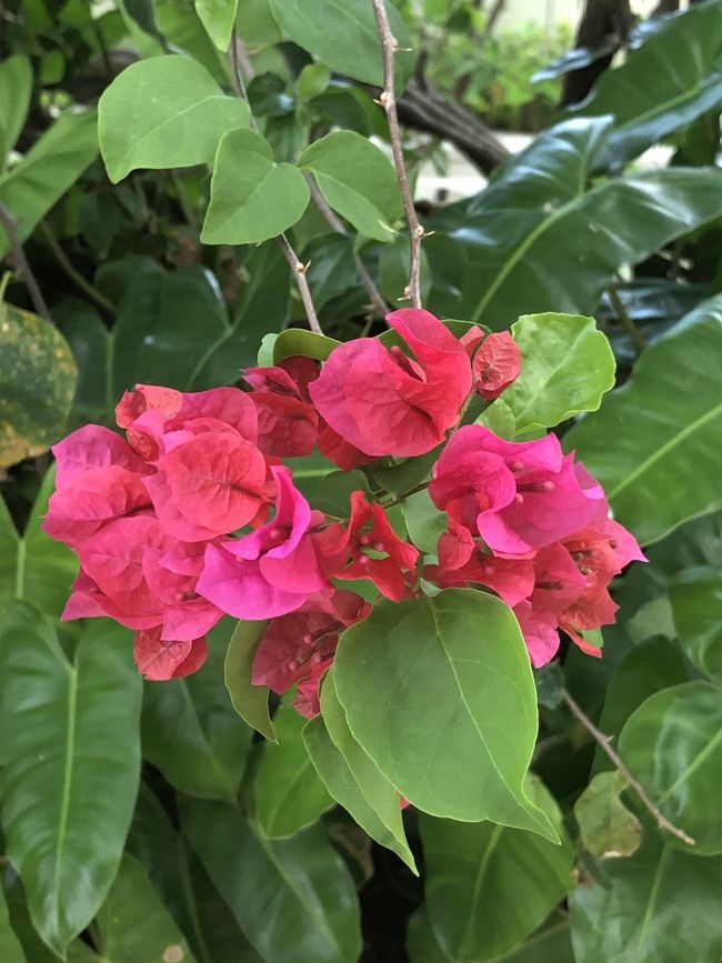 色鮮やかで綺麗