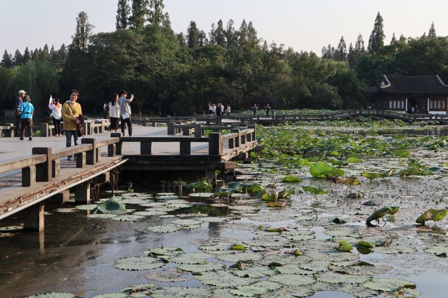 残念！蓮の時期は終わってしまっていた。