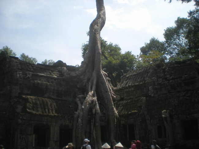 巨大なスポアン（樹木）の根が遺跡に絡みつく。<br />
