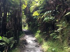 最初は気が生い茂る登山道をどんどん下っていきます。木漏れ日が気持ちいい～