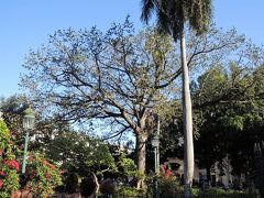 アルマス広場、ヤシの木がすくっと伸びています。