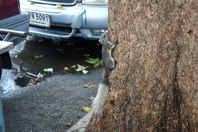 アユタヤ行きの列車まで1時間弱あったので、駅の周辺を散策<br />街路樹にリスがいました<br />動きはほぼネズミだなぁ