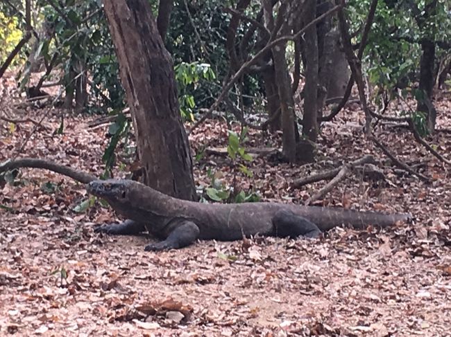 リンチャ島は　餌付けされてるドラゴンしか　みれなかったけど<br /><br />ここ　トレッキングしていると　ホントに野生いた！<br /><br />