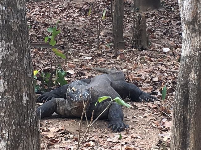 迫力あります<br /><br />これだけ見たら　あっドラゴンだ　だけど・・・<br /><br />リンチャ島で　どれほど俊敏なのか目の当たりにしたので怖い！<br />猛獣エリアに歩いて入ってるのと同じです。<br /><br />こいつが　本気出してこちらに向かってきたら一瞬だ！