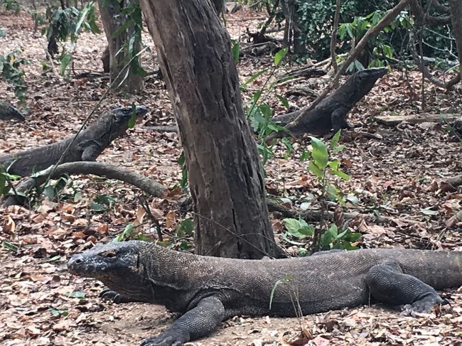 木の枝かわからない　3頭