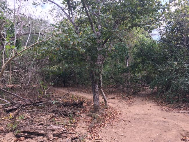 ここまでくるなら　絶対コモド島とリンチャ島来た方がいいですよ！<br />バリ発一日ﾂｱｰ　5万円以上で　リンチャだけ　　<br />もったいなすぎます！<br /><br />