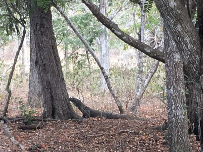 コモド島では　野生を沢山見れました。<br /><br />木の枝かわからない<br /><br />最初　ワニとかわらへんやん　と思っていたけど　<br />威圧感ハンパない！<br /><br />檻ないからね　いつどこから　むかってくるかわからない恐怖感・・・<br /><br />