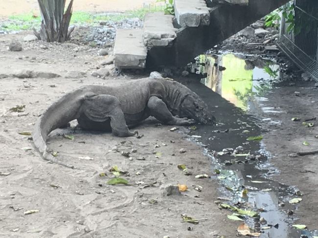 前にも後ろにもいるので　怖い<br />近寄ってくると　ガイドさんが　棒で追い払ってくれる