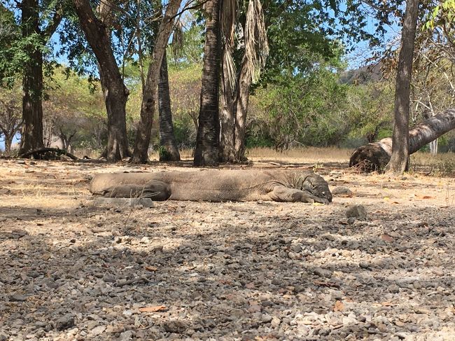 レストラン近くに　餌付けされてるドラゴンは大きいです。<br /><br />小さいのは　ここにくると　食べられちゃうので　必然的に大きいのが居座っているらしい。