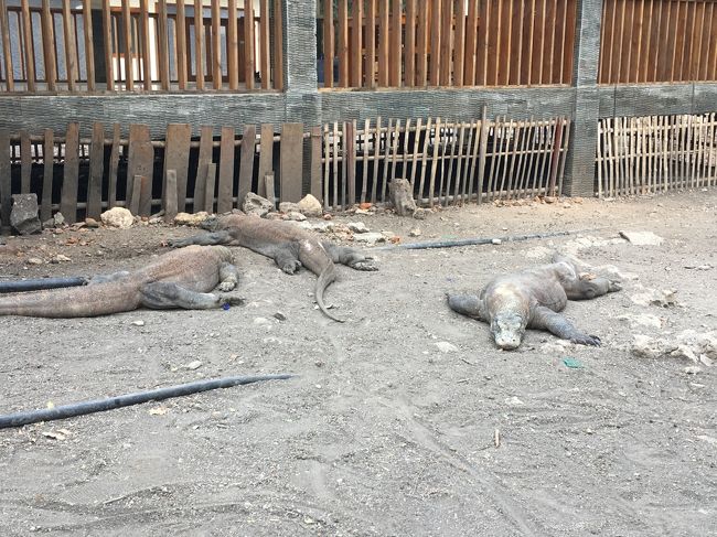 レセプション下にタムロしてます<br /><br />ぐうたら・・・こんなやつらかと　思っていたら・・・<br />この上から　スタッフが食べ物を投げた！<br /><br />瞬間<br /><br />このぐうたらしてる奴らの　驚くほどの俊敏さ<br /><br />恐怖感じました<br /><br />これ　この距離　こいつらが　本気出したら　一発でやられるやん・・・(;^ω^)<br /><br />イモト　よくぞ　こいつらと　競走したなと　　彼女の勇気を今さらながらたたえましたよ！　ほんと　驚くほど　俊敏<br /><br />ﾋﾞｰﾁフラッグさせたら　1位だよ　　　この腹ばいから　一瞬でかぶりつくんですよ！