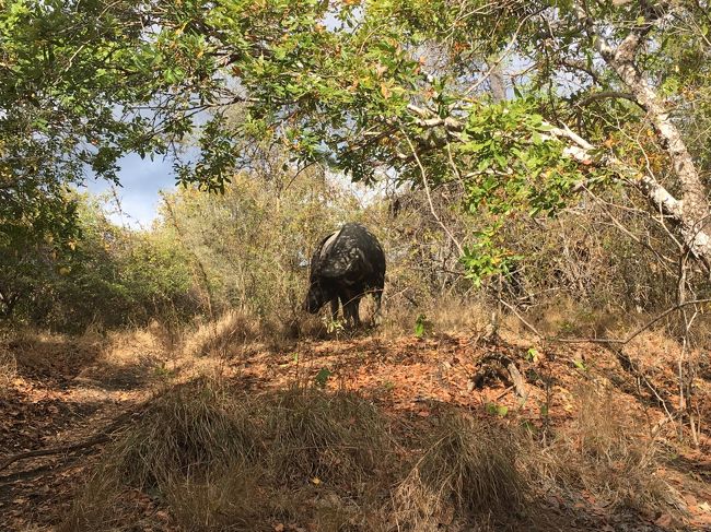 野生のバッファローも　普通にいた！<br /><br />こいつは　アフリカにいるものだと思っていたら<br />ここにもいた！<br /><br />でかい！<br />走ってきたらどうしよう～<br /><br />ガイドサン曰く　ここのバッファローは大人しいらしい
