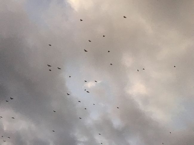 オオコウモリの帰っていく姿をみて<br /><br />もっと　多いつくすほどと思ってたけど　こんな感じで30分以上<br />でもいったい　何羽いるんだと思う数でした<br /><br />船の屋根にのぼって　みたら　めちゃでかい！１ｍはあろうかな蝙蝠でした