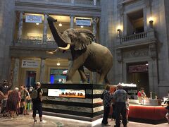 スミソニアン協会には膨大な数の展示物がありましたが、それは所蔵している物のわずか2％にすぎないとか。
人類の宝と呼べるようなものがすべて無料が大変ありがたい!!　

国立自然史博物館　こちらはファミリー率がかなり高い。
中央ロタンダではアフリ象の『ヘンリー』がお出迎え。
