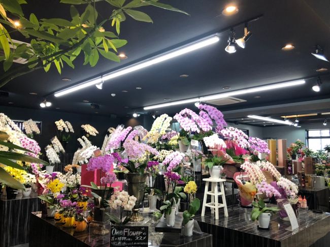 モールフラワー モールフラワー店 福岡 | TikTok