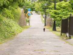 猫が下っていった坂は『チャチャ登り』です。
チャチャとはアイヌ語でおじいさん。おじいさんのように腰を曲げないと上れないような急坂、という意味だそうです。
そう言えば、函館ってアイヌ語からついた名前が少ないですね。初見で読める地名ばかり。