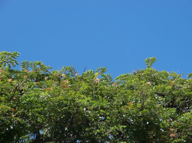 空が物凄く青いので　木の緑やお花が映えます