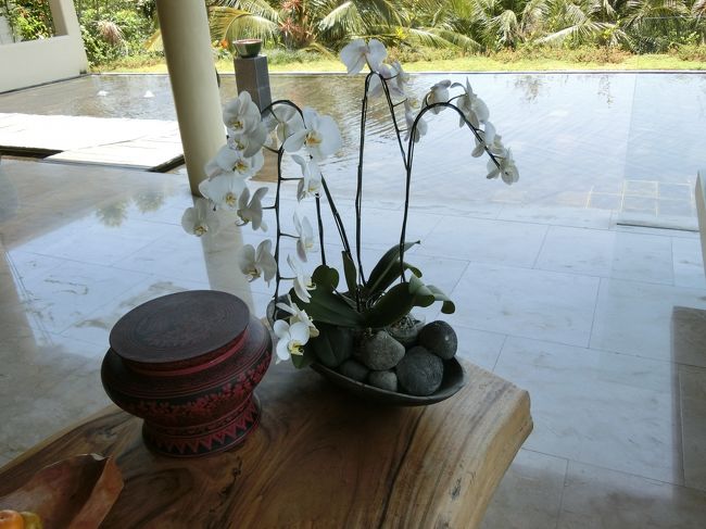 胡蝶蘭かな？<br />優雅で贅沢ですね。