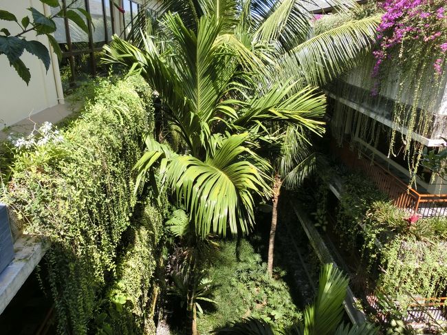 お部屋へ戻りながら撮影。<br />中庭はちょっとしたジャングルのようになってます。