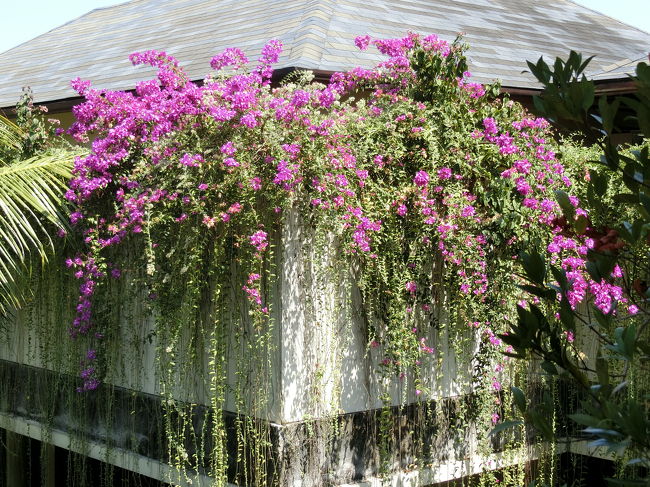 お花もいっぱい。<br />これだけで気分アゲアゲになるママ茶です。