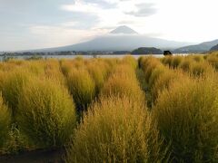 河口湖です。
コキアはまだ緑で、小さなコキアが赤くなっていました。