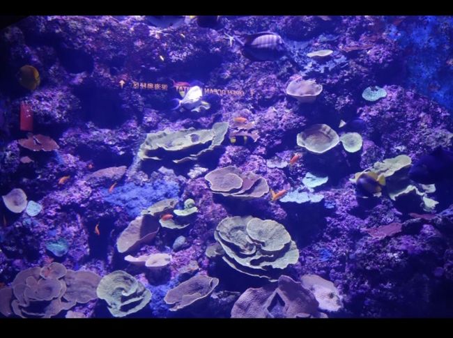 レンボンガン島で間近で見たんだよなーと再確認。