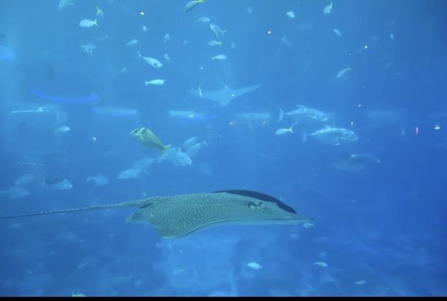 レンボンガン島で見たマンタもいます