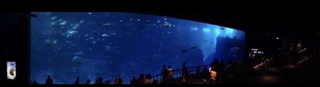 メインの巨大な水槽。
