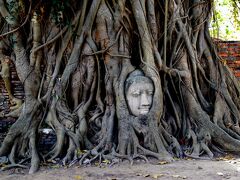 ワット・マハタート
ビルマ軍によって破壊され木の根元に埋もれた仏頭。