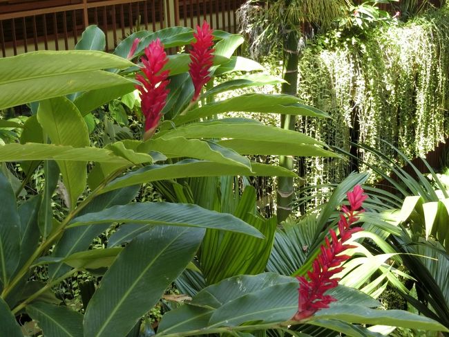 ウブド、初めての朝は清々しく・・・というわけにはいきませんでした。<br />夜便で寝不足もあったので、この日は朝ゆっくり起きて朝食にと黒パパにお願いしていたにも関わらず目覚ましが鳴る前にむっくりと起き上がりカーテンと窓を開け「いつまで寝てるんだぁ～！！！」と。<br />寝る前に27度に設定したはずのエアコンも夜中何度も寒くて目が覚めて深く眠れずにいたので、この攻撃は辛かった・・・。<br />そしてエアコン温度は確認すると25度！黒パパ勝手に下げたのね(｀´）