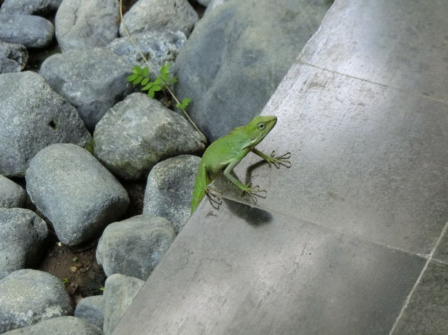朝食会場からお部屋に戻る途中で発見！<br />もう日本ではなかなかここまで大きい爬虫類？を見かけませんよね(・o・)<br />触れないけど怖いけどパチリｗ