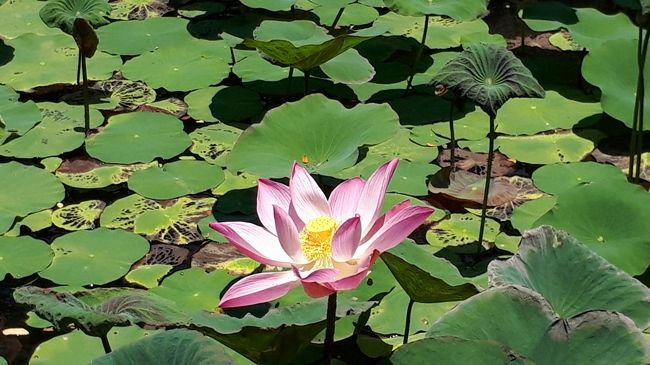 お花はだいぶ減ってしまっていたけれど、残った少ないお花を見つけると思わずニンマリしてしまいます。<br />なかなか東京で花を愛でる機会ってないですよね。