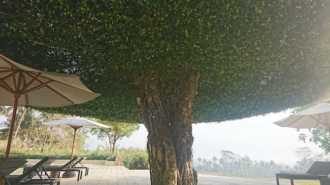 暑い日でもこの下は涼しい風が通り抜けてました