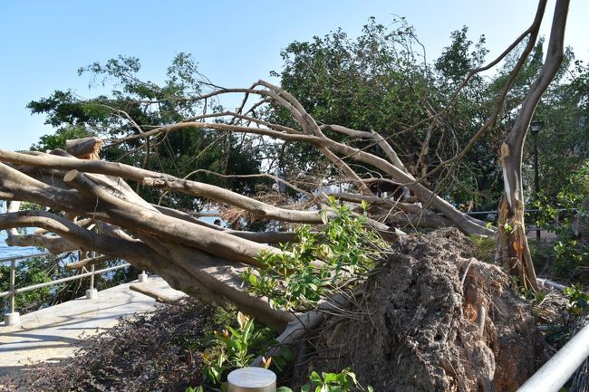 旅行前に香港を襲った台風の爪痕。