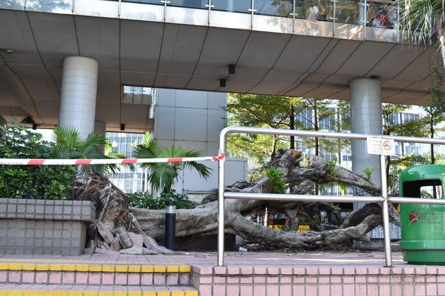 こちらも…。<br />相当な台風だったのですね。