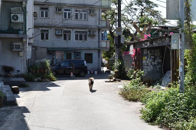 湿度は低かったけど暑い。<br />犬も暑そうにトボトボ歩いてます。