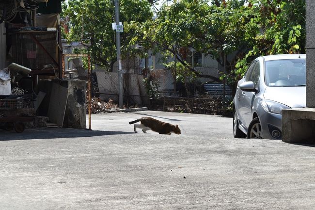 次のを探して彷徨ってる時に猫発見。<br />追いかけて行って迷う。