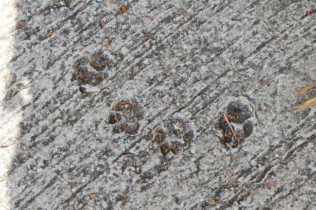 猫の足跡発見。