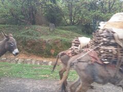 ロバが歩いていました。
山で切り出した薪を運んでいて、アディスアベバ市内に住む人に売るためだそうです。