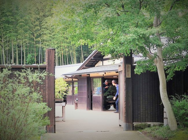 昭和記念公園-7 国営盆栽苑 名品盆栽61鉢も ☆日本の伝統/芸術