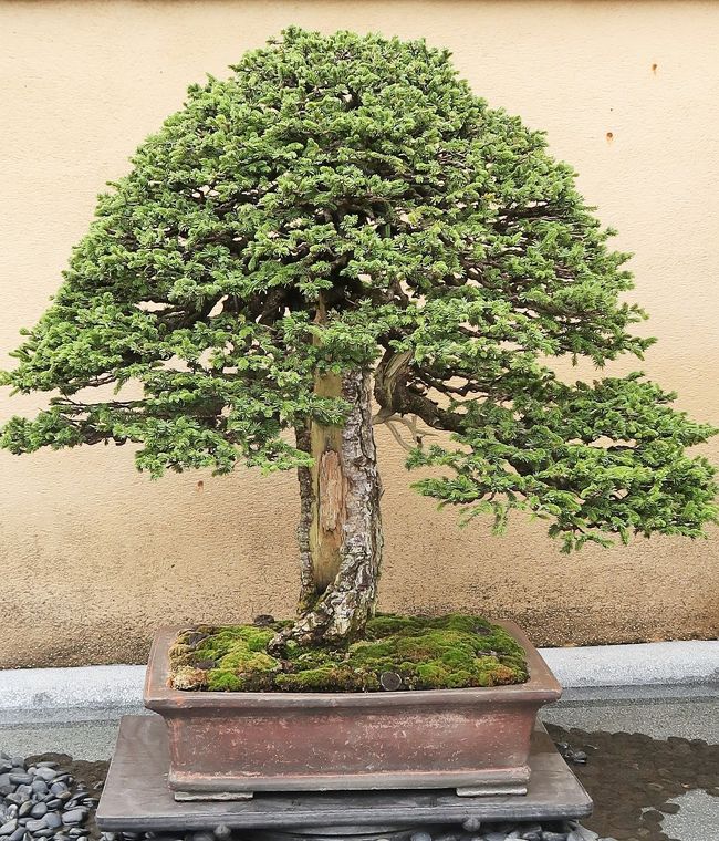 昭和記念公園-7 国営盆栽苑 名品盆栽61鉢も ☆日本の伝統/芸術 昭和記念公園-7 国営盆栽苑 名品盆栽61鉢も ☆日本の伝統/芸術