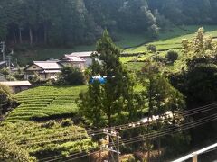 　川根温泉ホテルの部屋は山側だったので、一面のお茶畑が見えました。