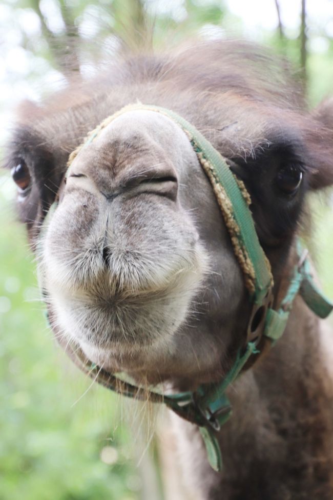 19年ベラルーシとモスクワ旅行４日目 ５日目 ヴィテプスク動物園 小さくて古いけど動物たちはひとなつこくマカクの赤ちゃんもいて その他の都市 ベラルーシ の旅行記 ブログ By まみさん フォートラベル