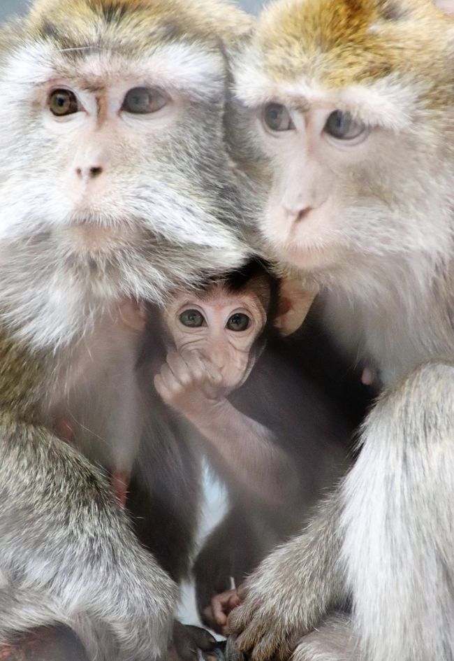 19年ベラルーシとモスクワ旅行４日目 ５日目 ヴィテプスク動物園 小さくて古いけど動物たちはひとなつこくマカクの赤ちゃんもいて その他の都市 ベラルーシ の旅行記 ブログ By まみさん フォートラベル